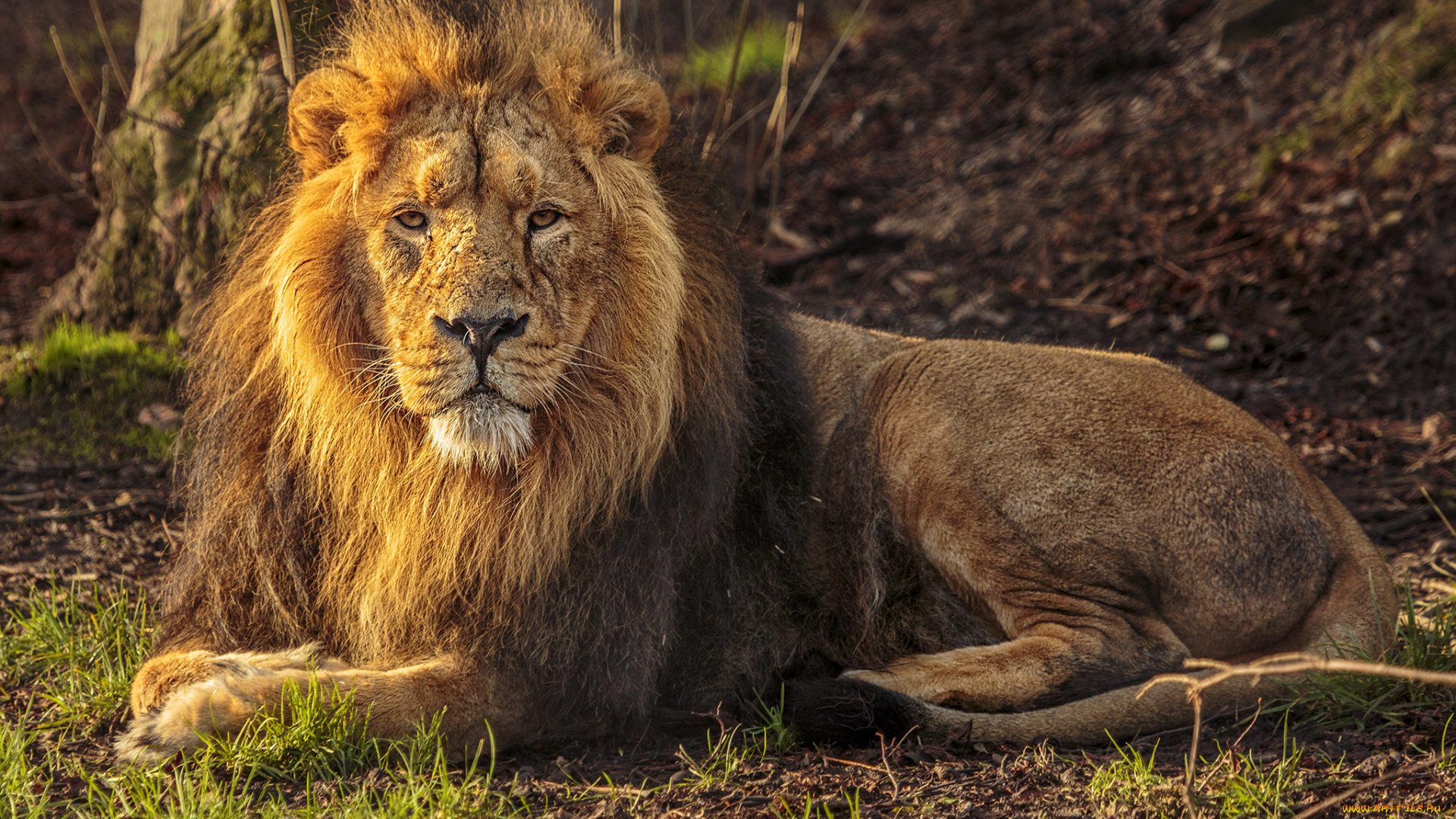 животные, львы, лев, грива