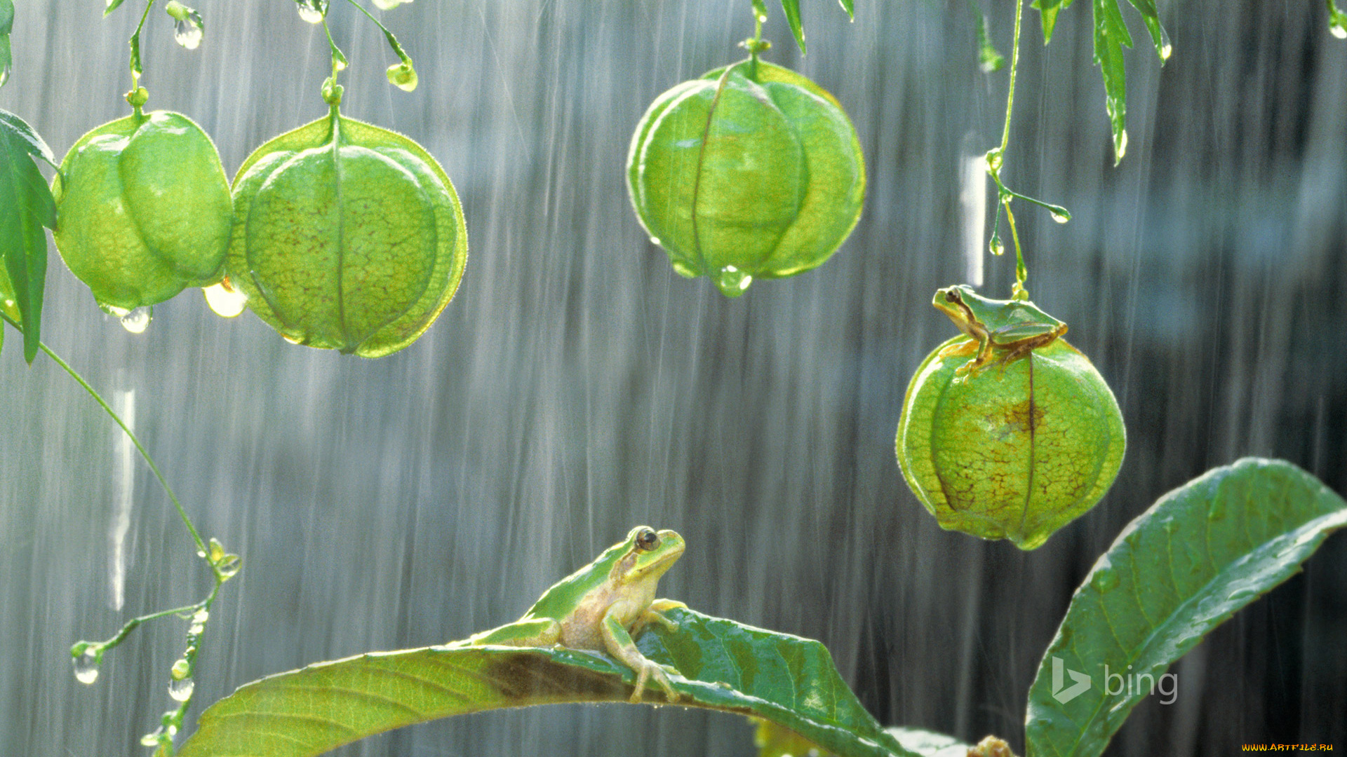животные, лягушки, растение, японская, древесная, лягушка, листья, дождь