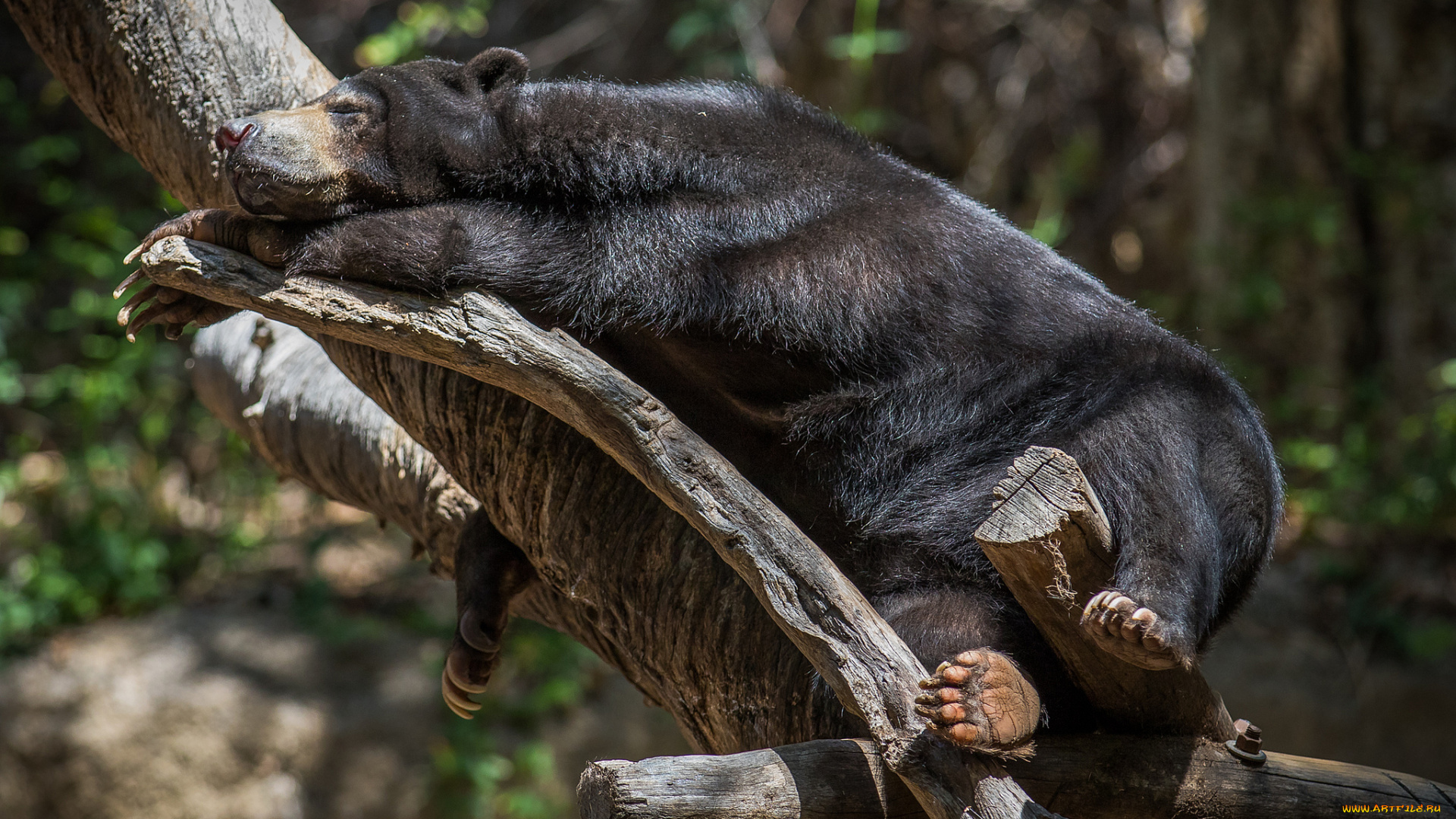 животные, медведи, косолапый