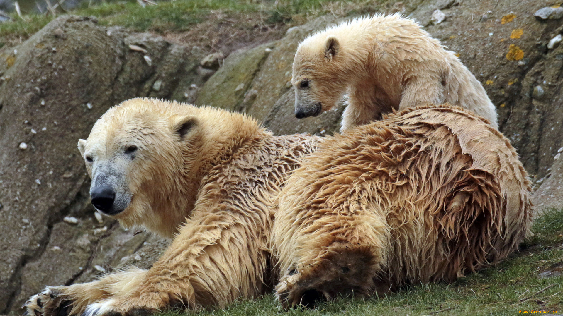животные, медведи, мишки