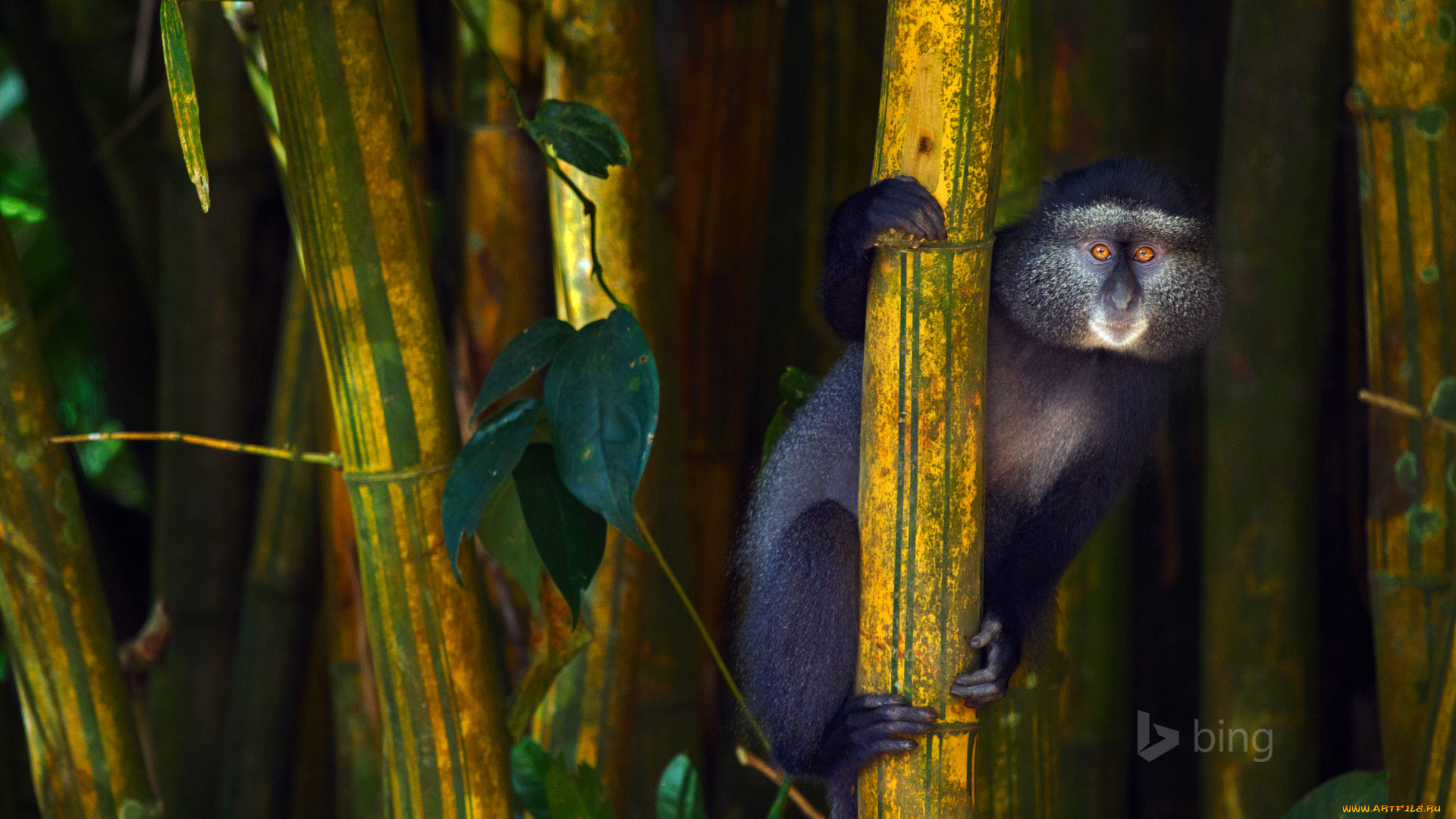 животные, обезьяны, синяя, обезьяна, африка, кения, kakamega, forest, reserve