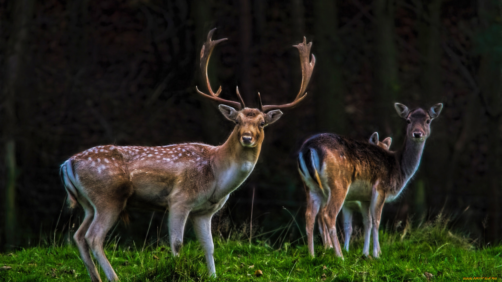 животные, олени, рога, олень