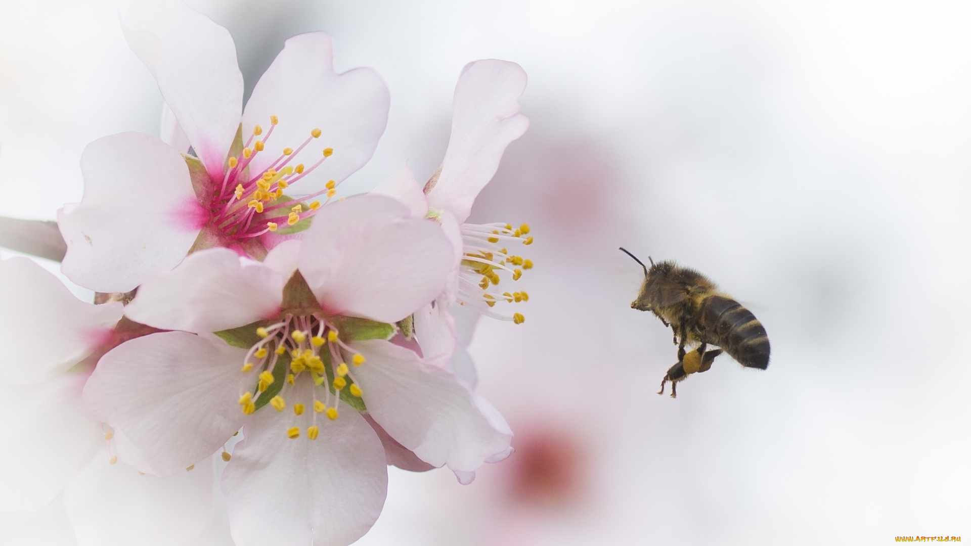 животные, пчелы, , осы, , шмели, пчела, вишня, цветы, ветка
