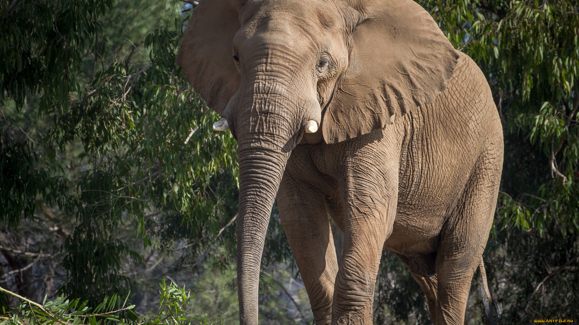 животные, слоны, слон