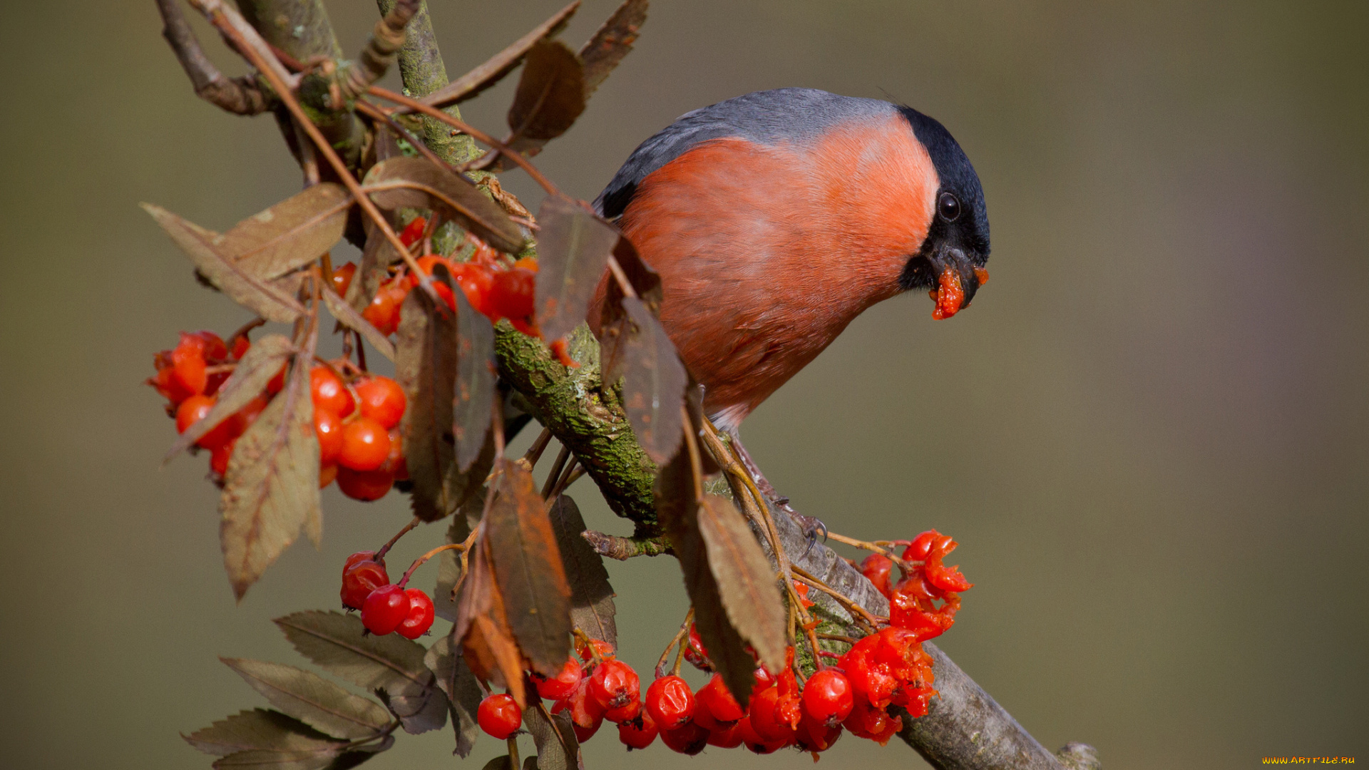 животные, снегири, снегирь, ягоды