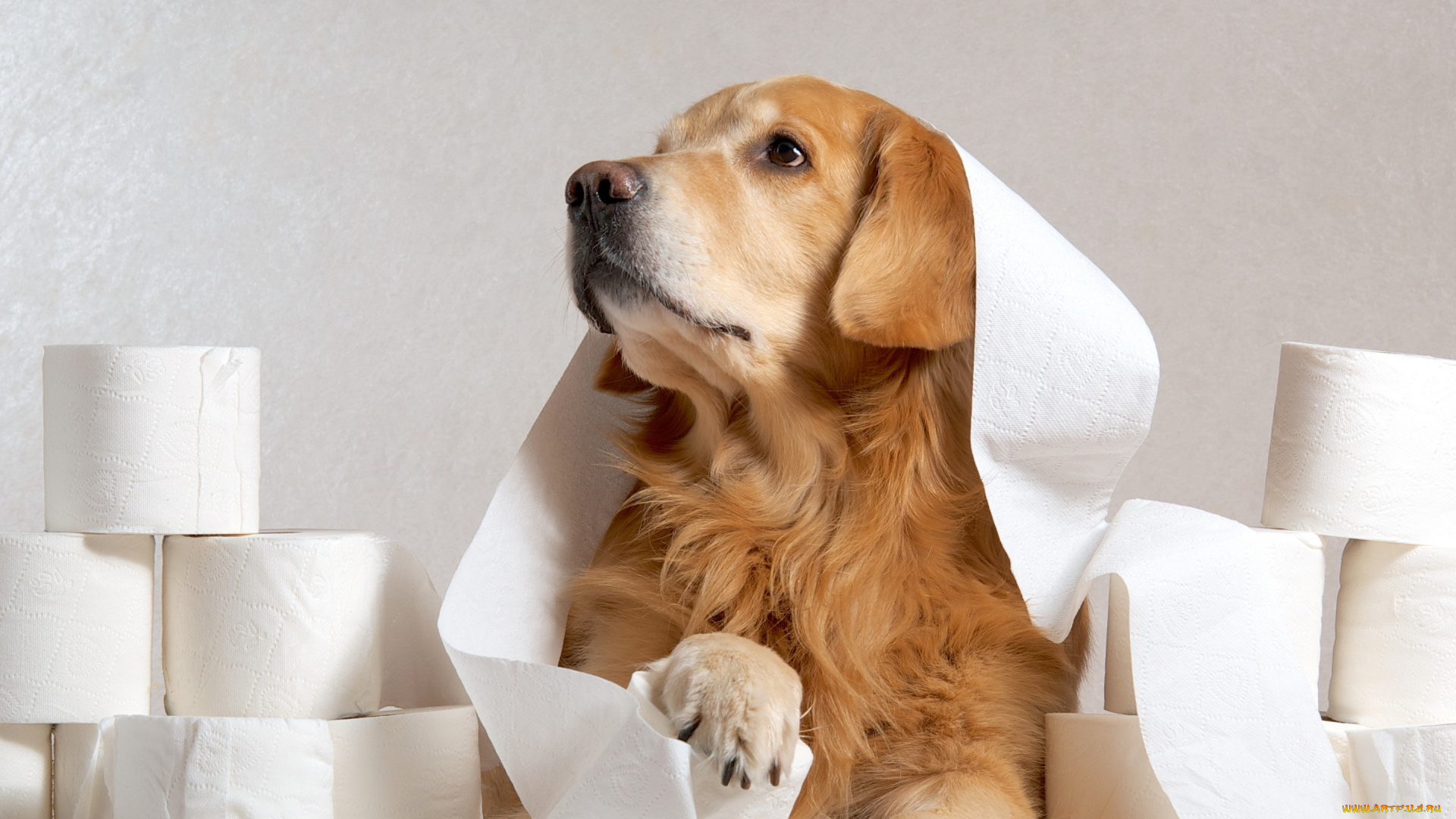 животные, собаки, бумага, друг, взгляд, собака