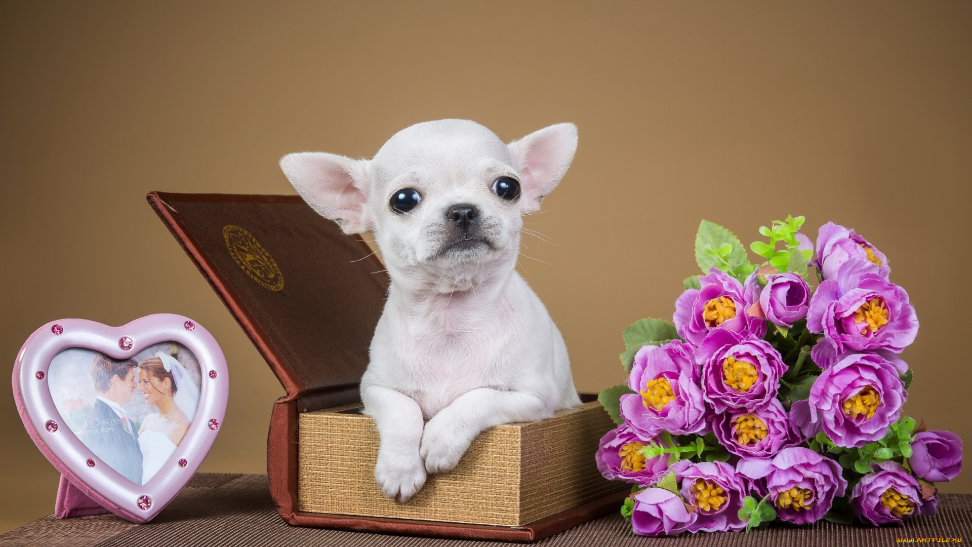 животные, собаки, коробка, рамка, щенок, милый, цветы, чихуахуа