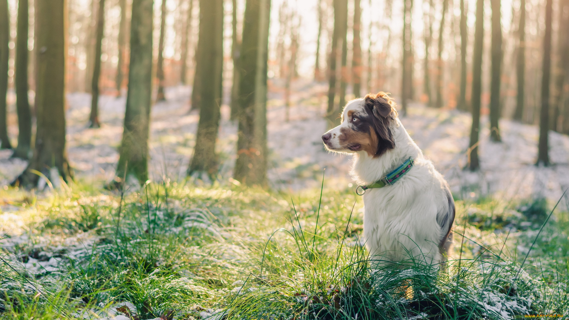 животные, собаки, лес, взгляд, друг, собака