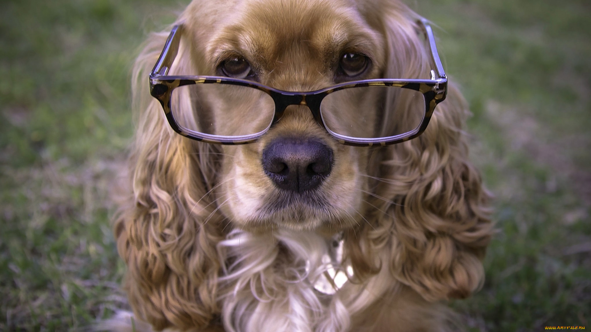 животные, собаки, пес