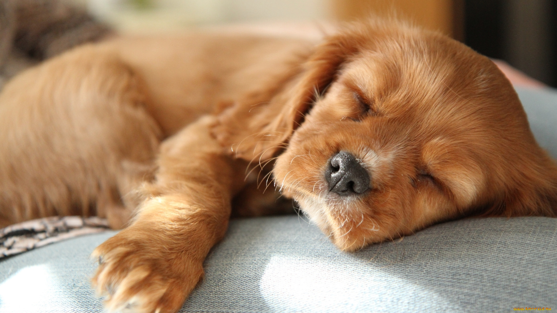 животные, собаки, спаниель, милый, малыш, сон, рыжий, щенок