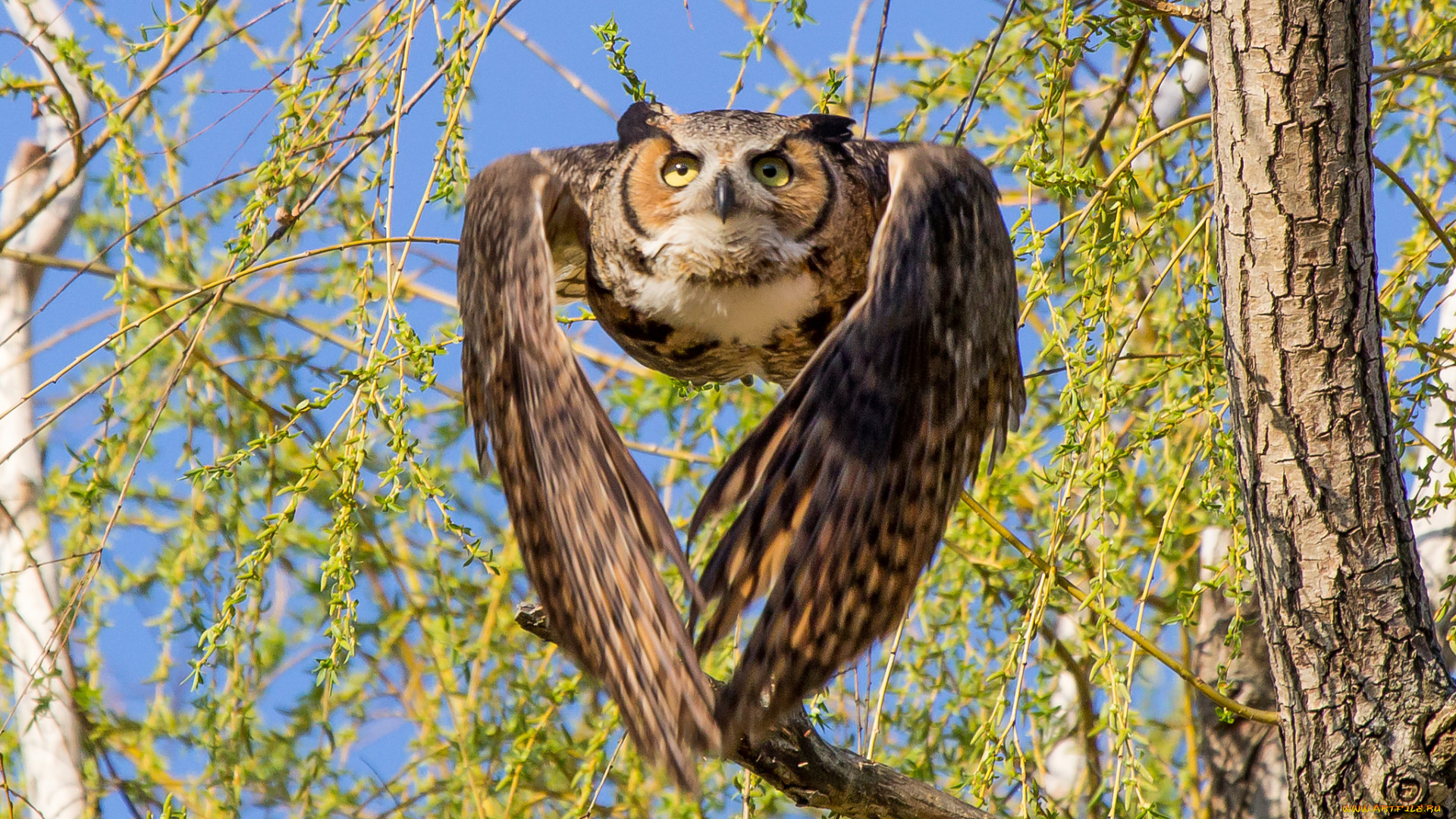 животные, совы, сова