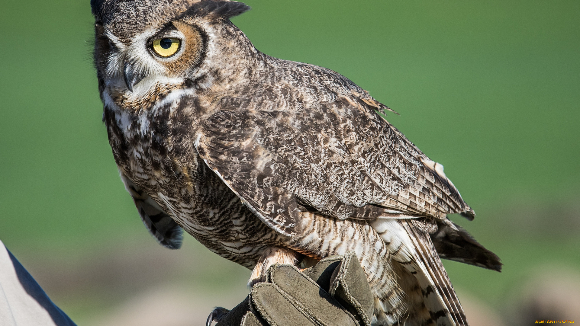 животные, совы, сова