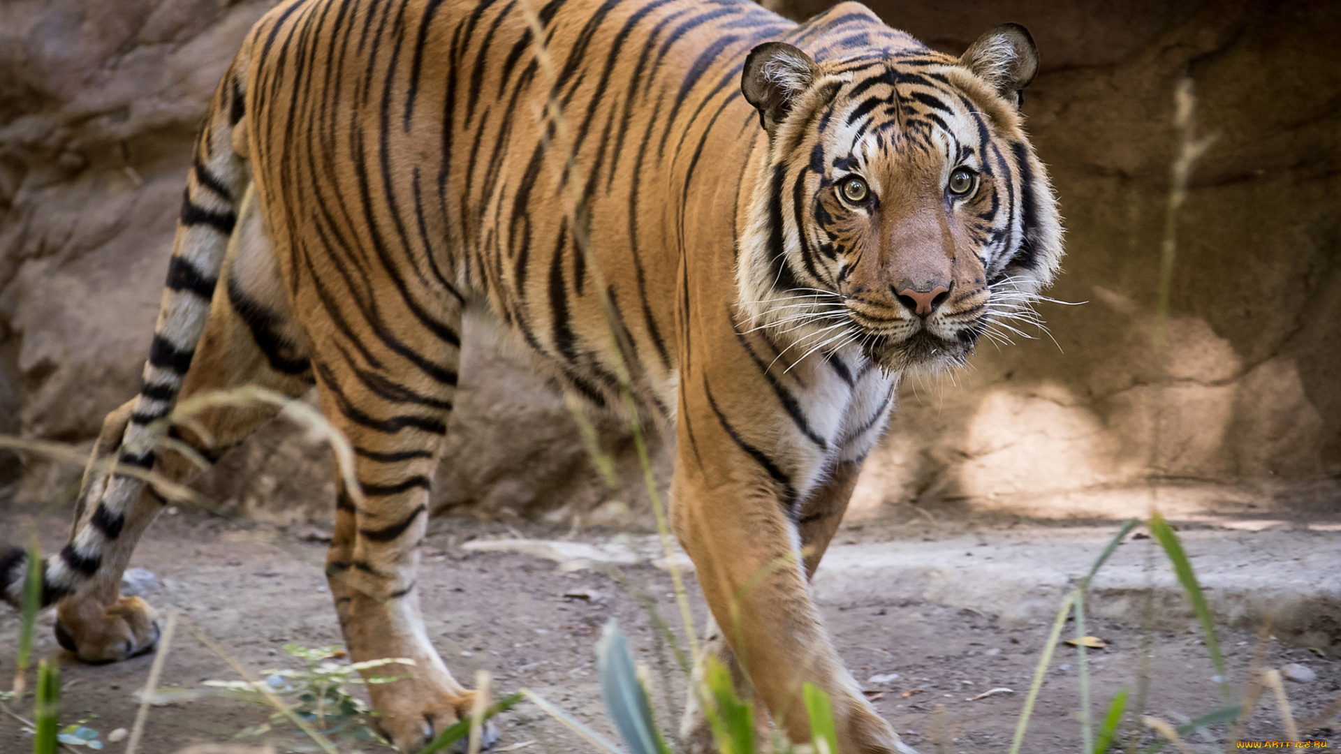 животные, тигры, тигр