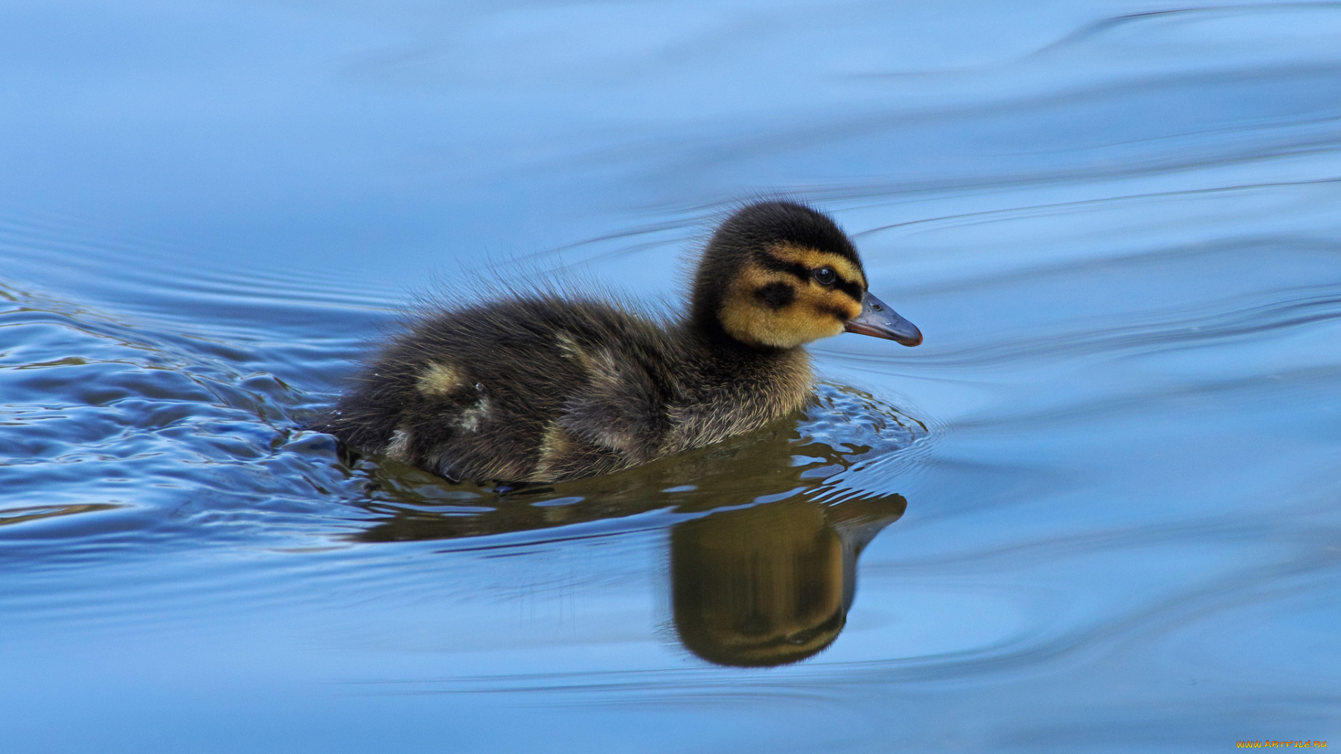 животные, утки, утенок
