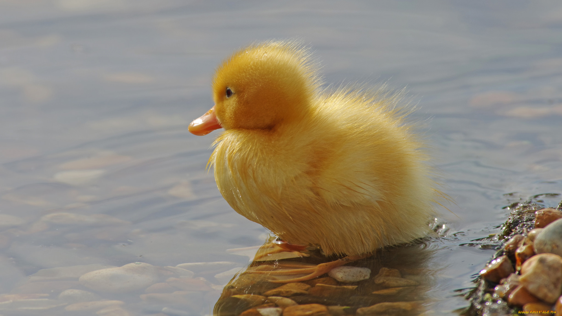 животные, утки, утенок