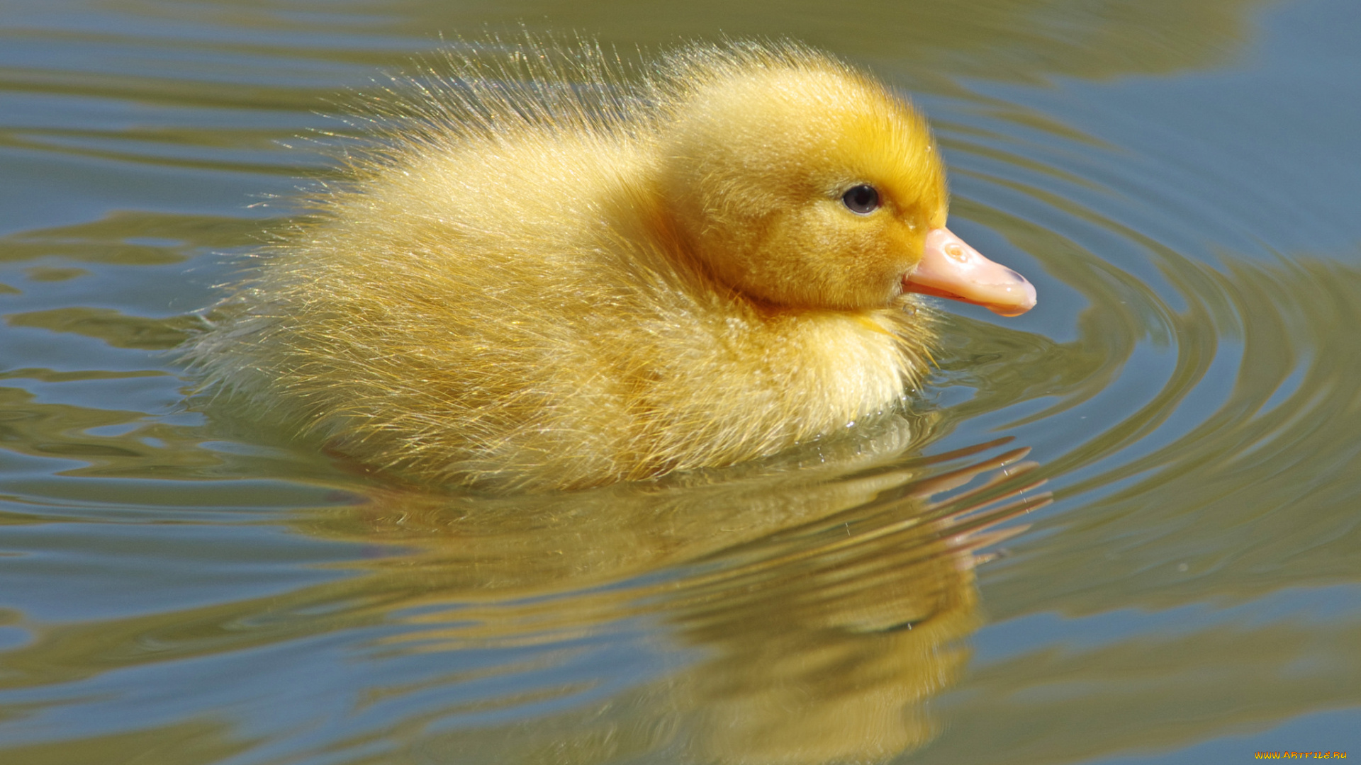 животные, утки, утенок