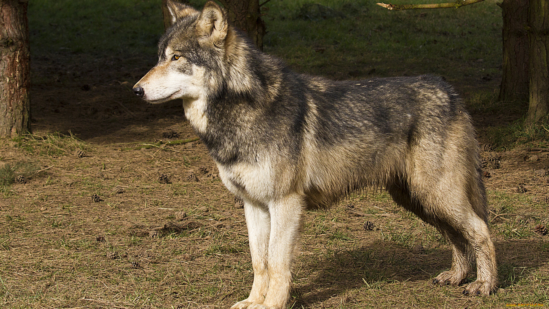 животные, волки, , койоты, , шакалы, волк