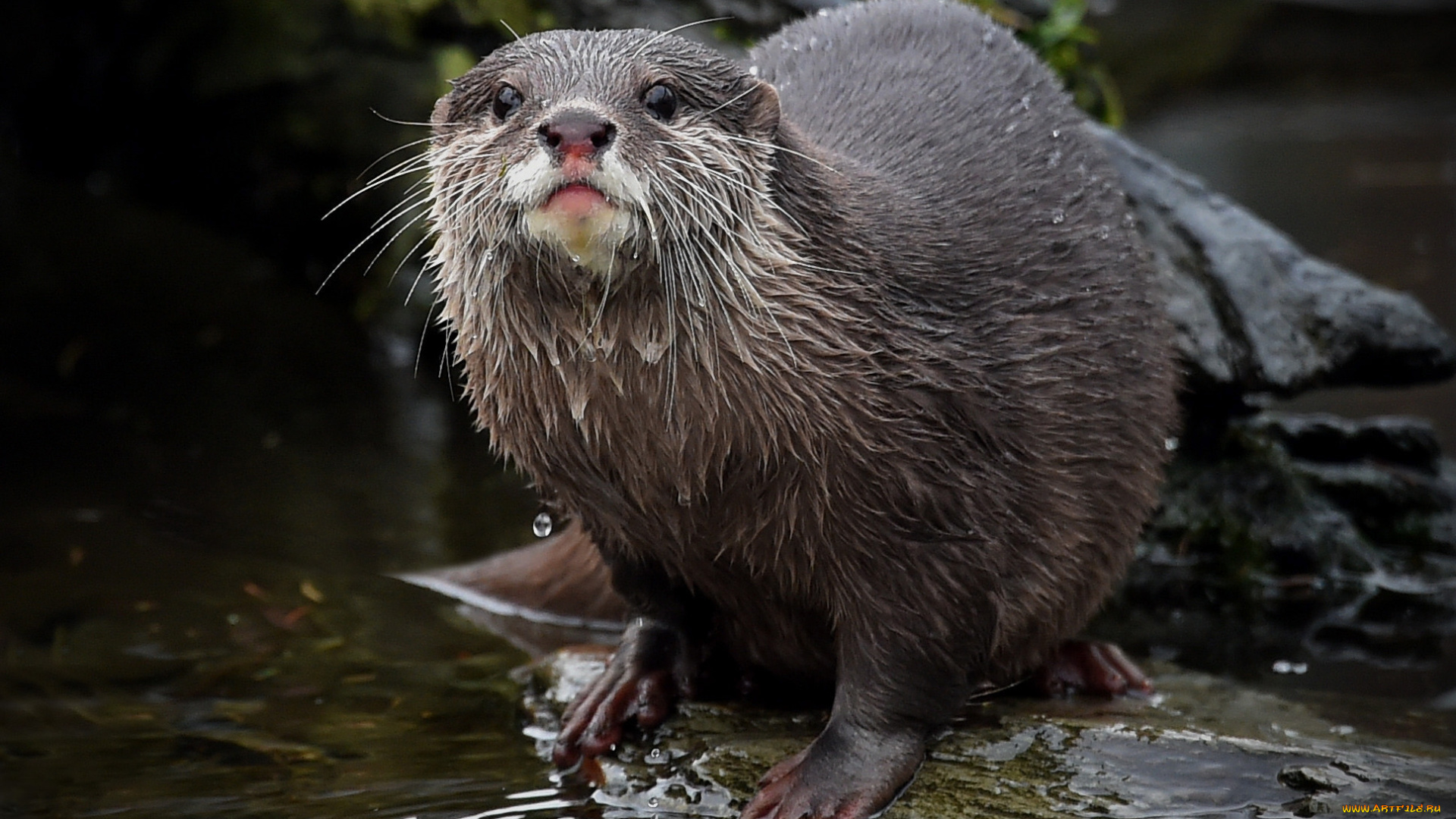 животные, выдры, , каланы, , ондатры, выдра