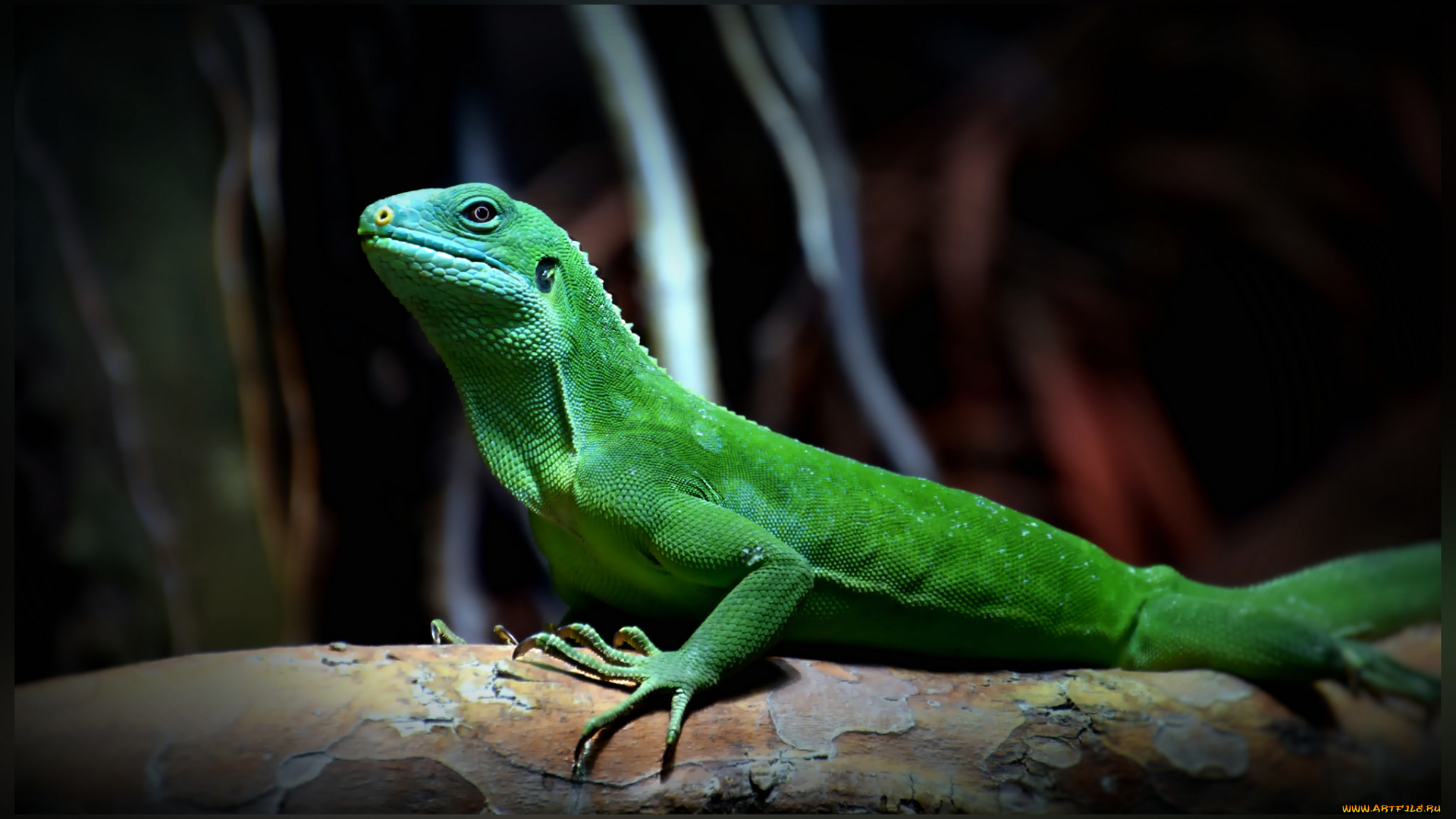 животные, Ягуары, ящерка