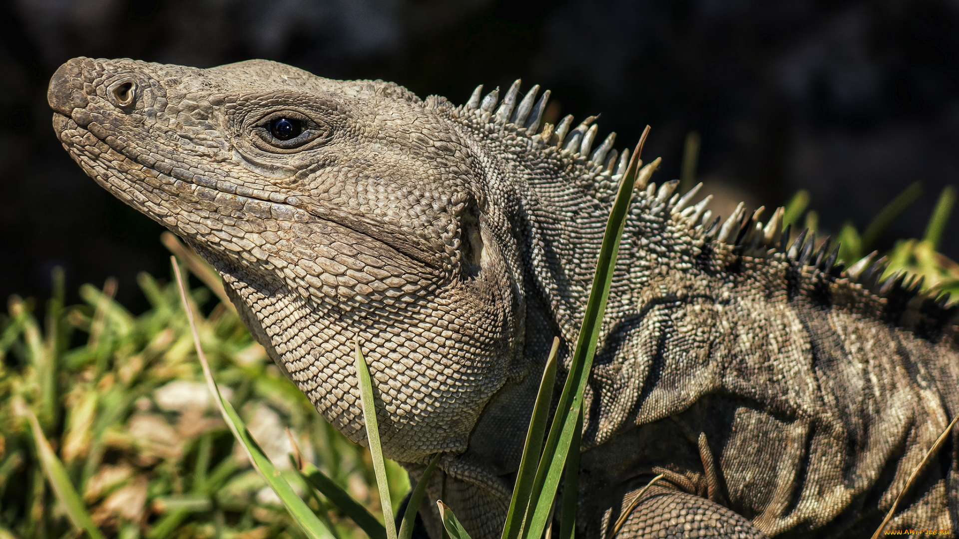 животные, Ящерицы, , игуаны, , вараны, игуана