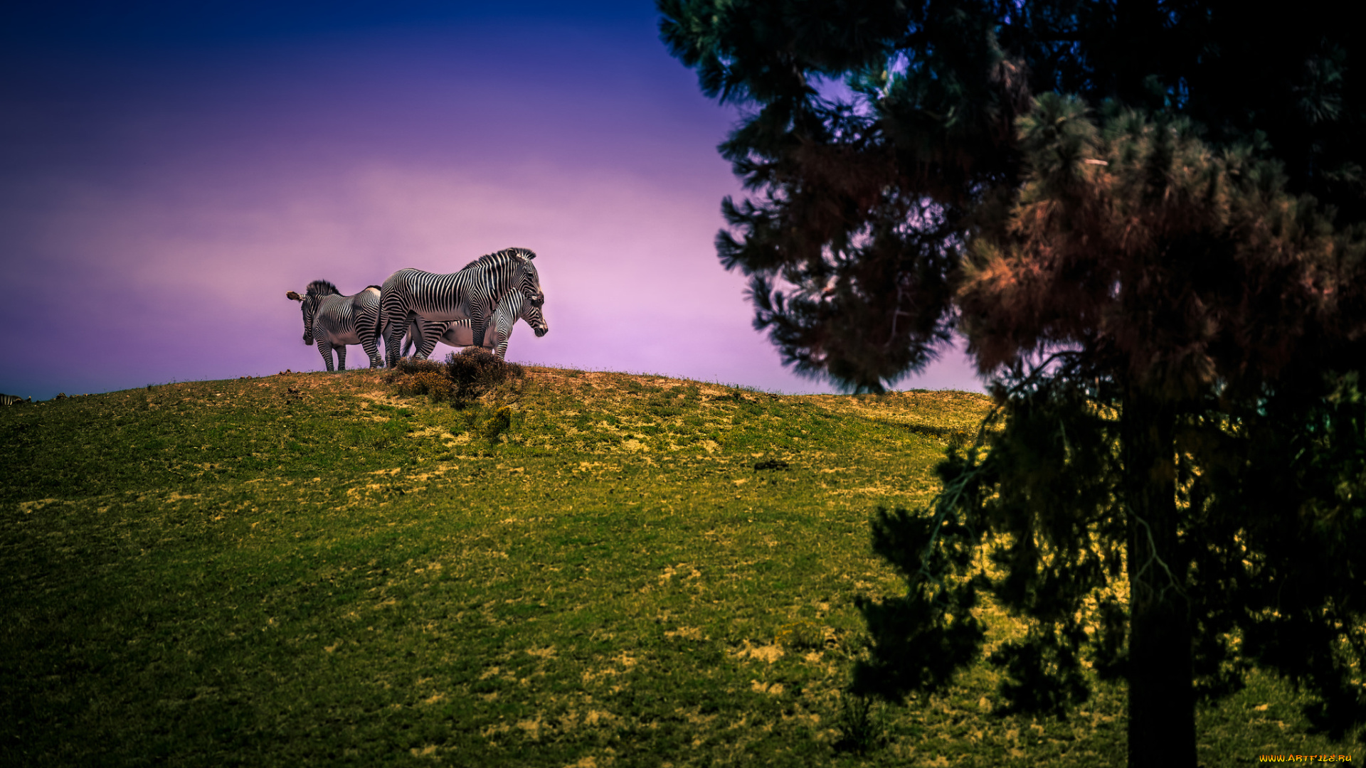 животные, зебры