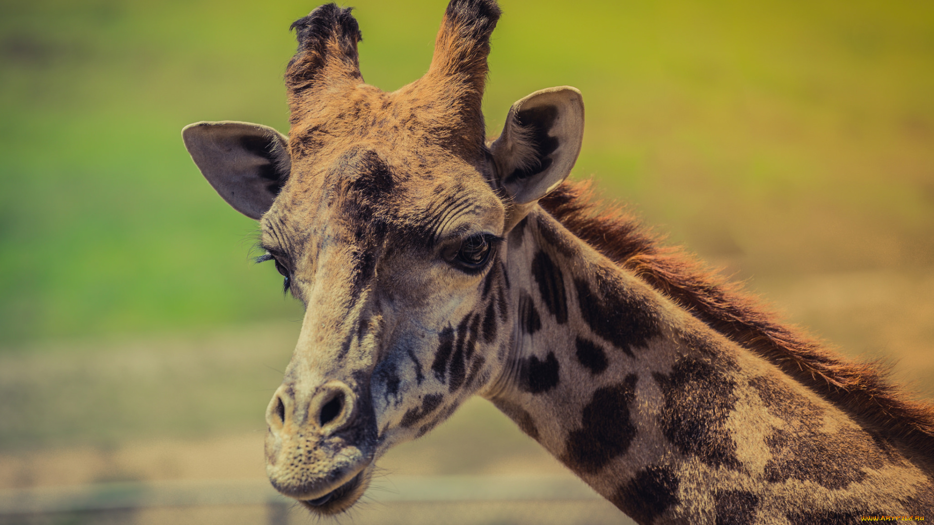 животные, жирафы, жираф