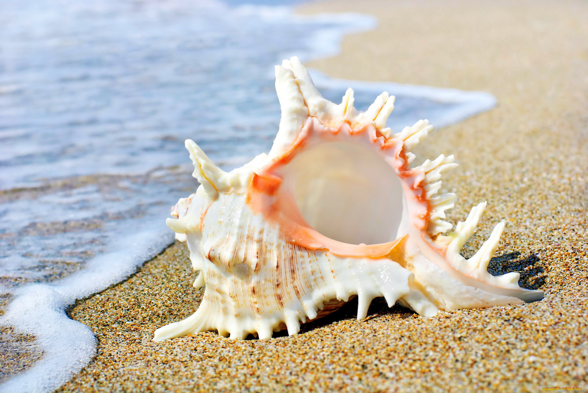 разное, ракушки, , кораллы, , декоративные, и, spa-камни, берег, раковина