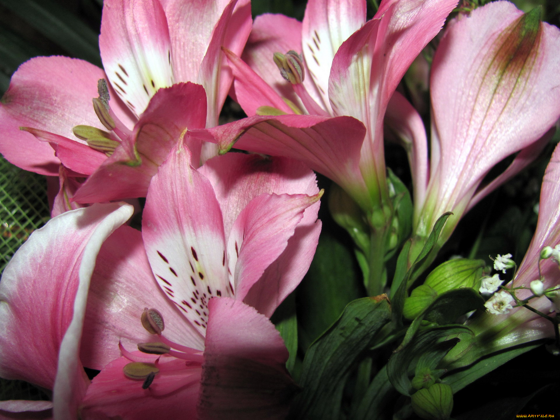 цветы, альстромерия, макро