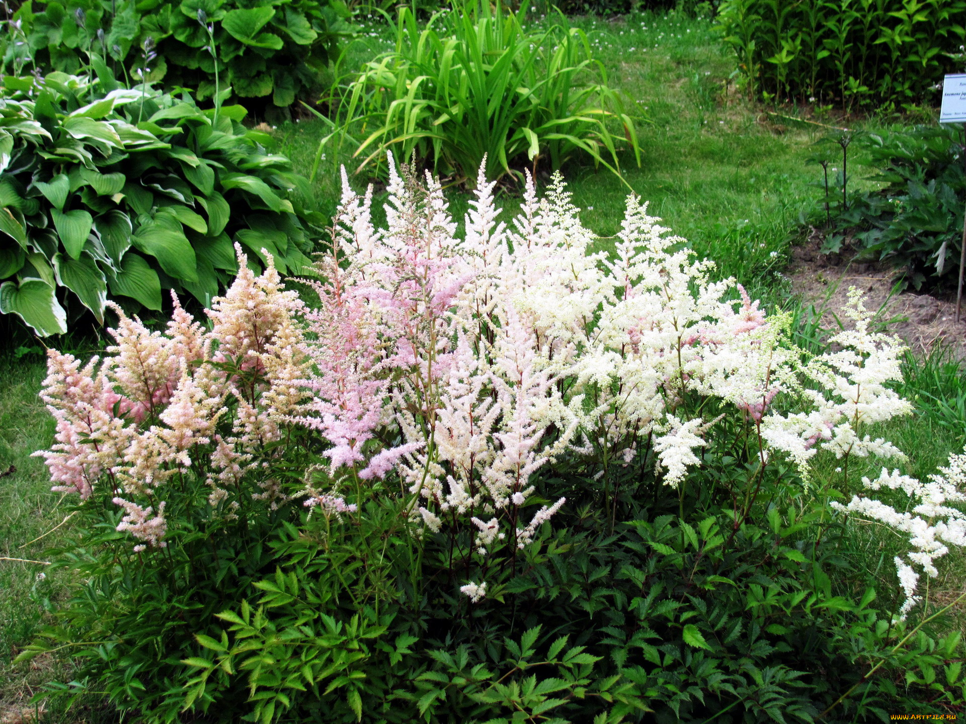 цветы, астильбы, куст