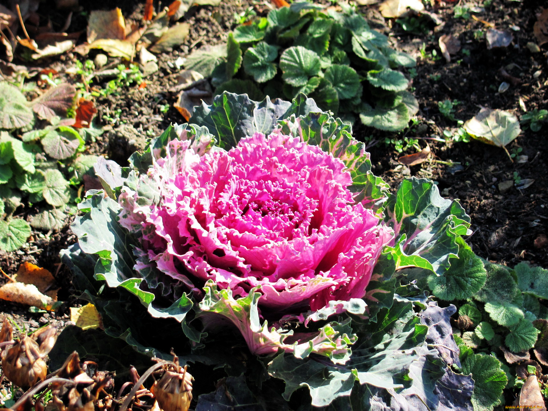 цветы, декоративная, капуста, розовый