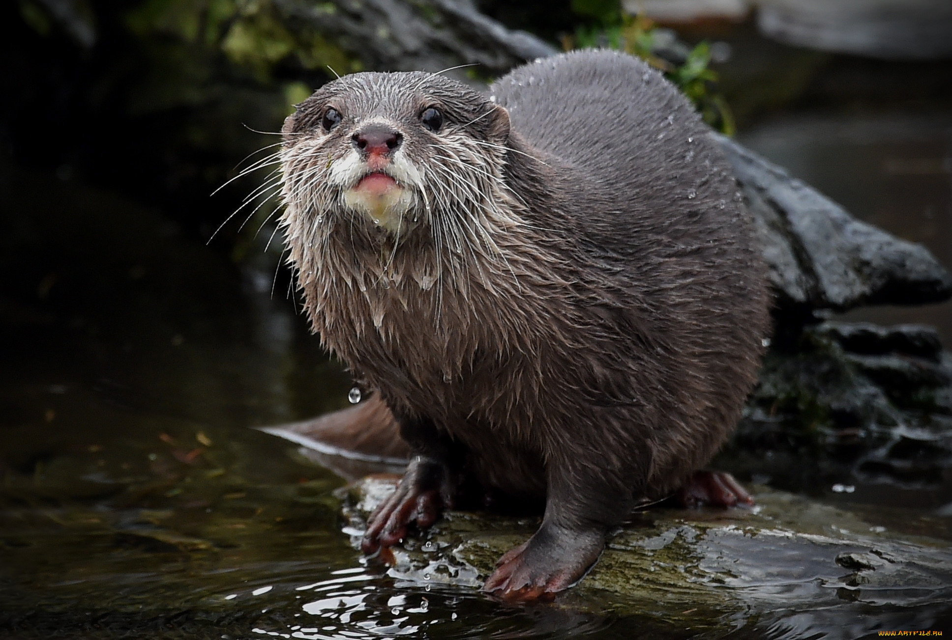 животные, выдры, , каланы, , ондатры, выдра