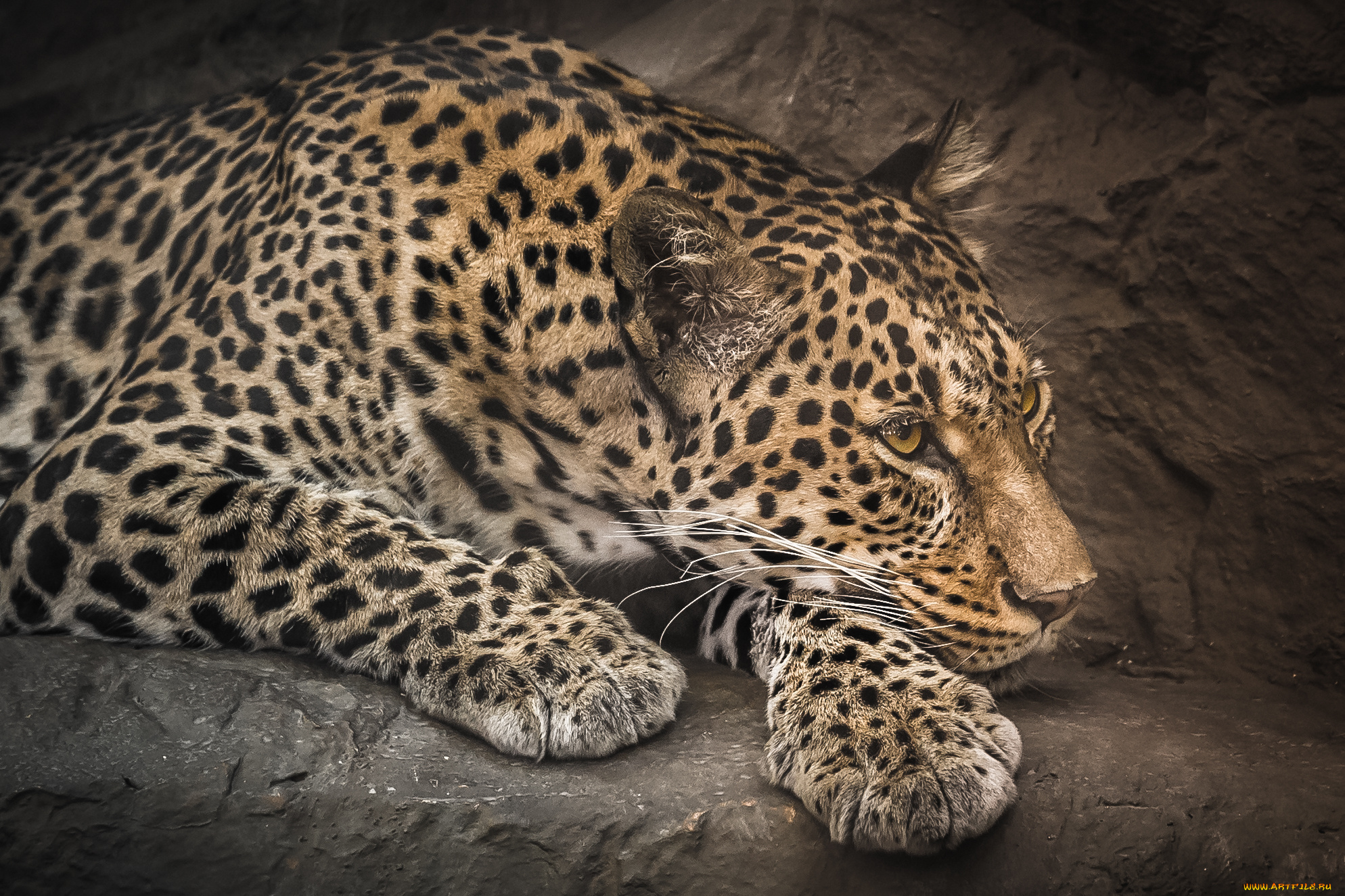 животные, леопарды, леопард