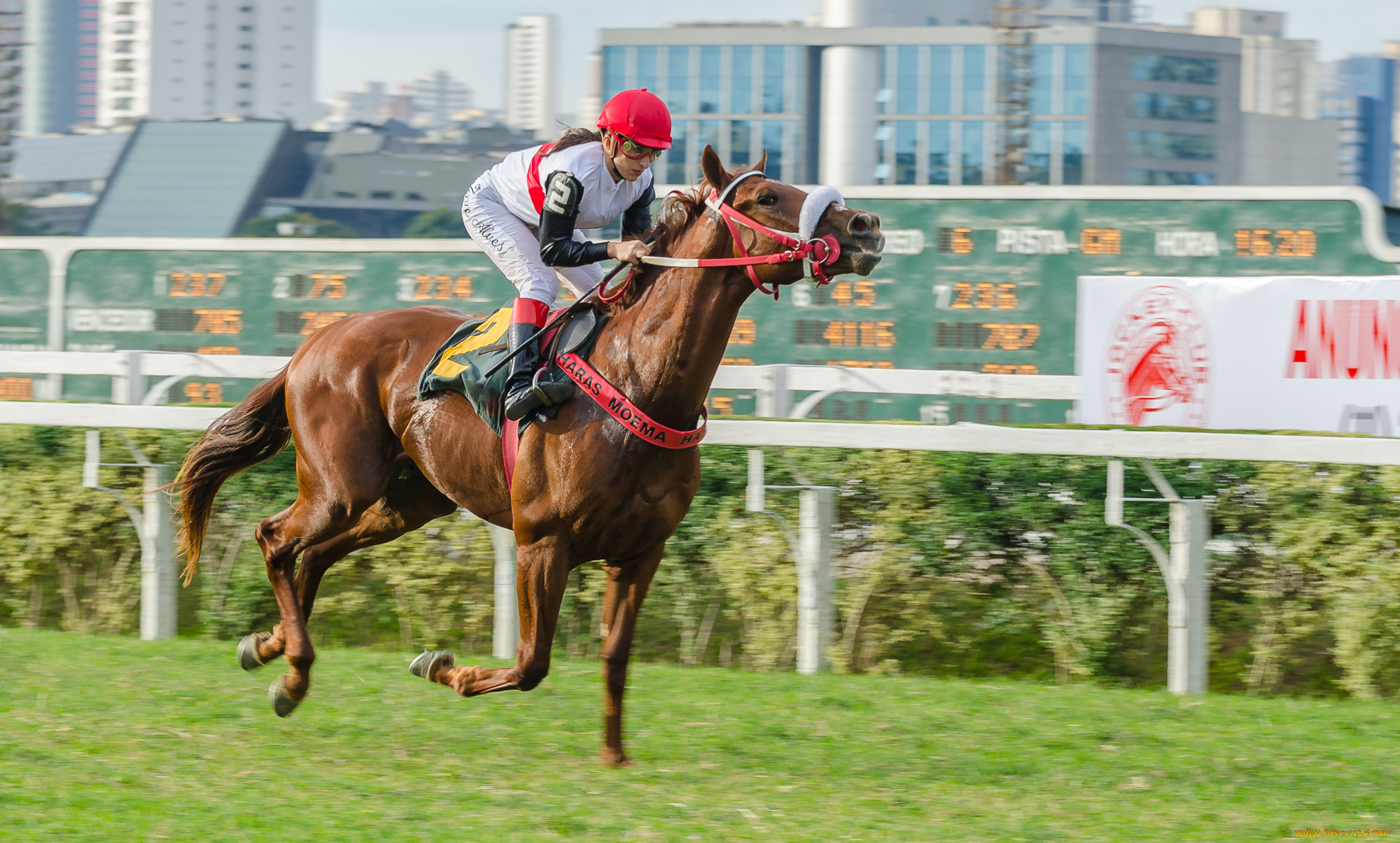 jockey, club, de, s&, 227, o, paulo, спорт, конный, спорт, скачки, жокей, лошадь, ипподром