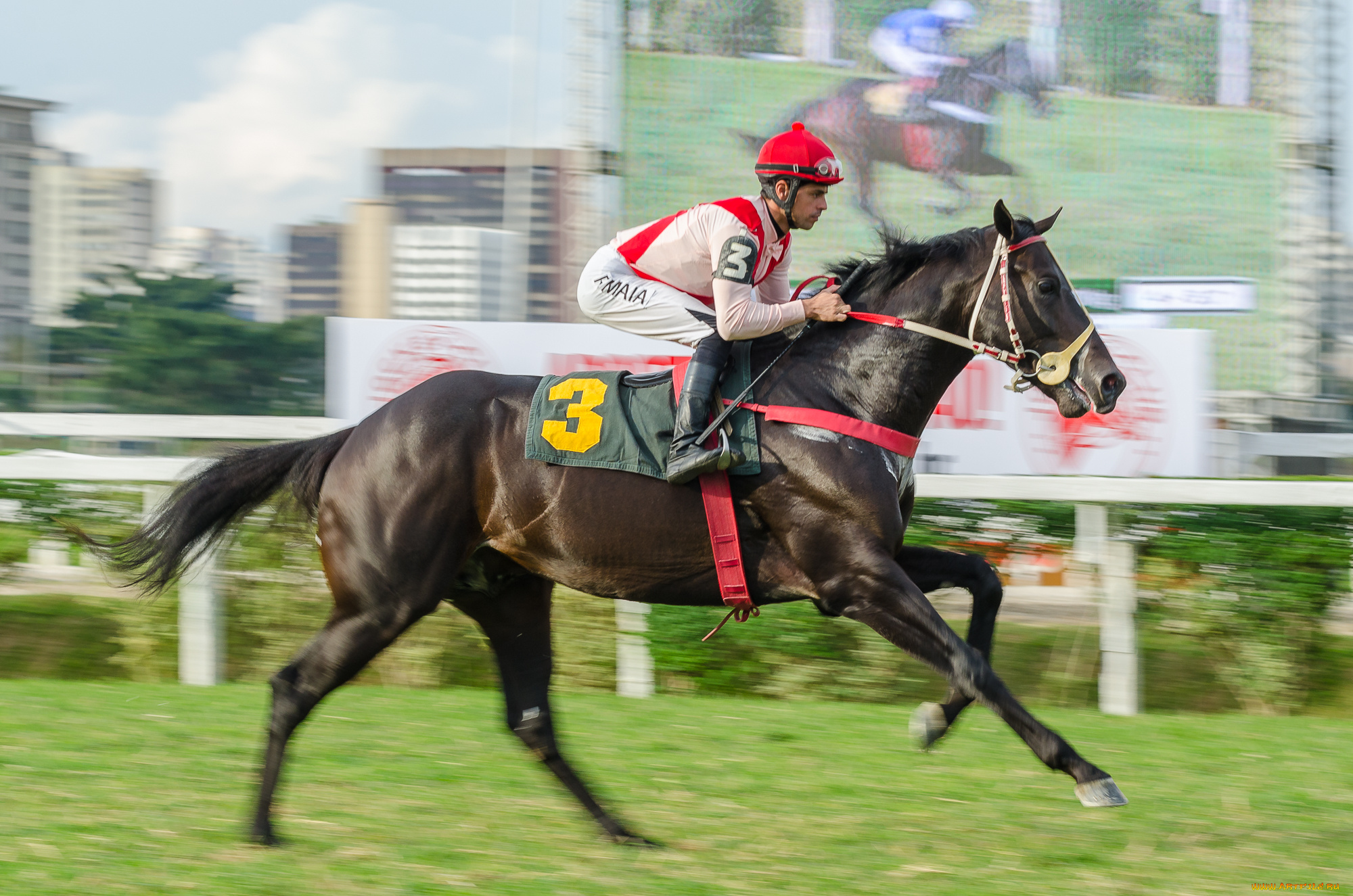 спорт, конный, спорт, скачки, лошадь, жокей, ипподром