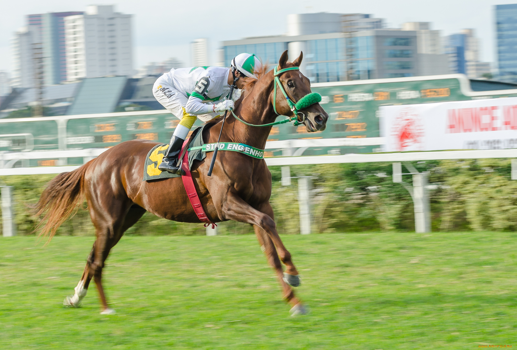 спорт, конный, спорт, скачки, жокей, лошадь, ипподром