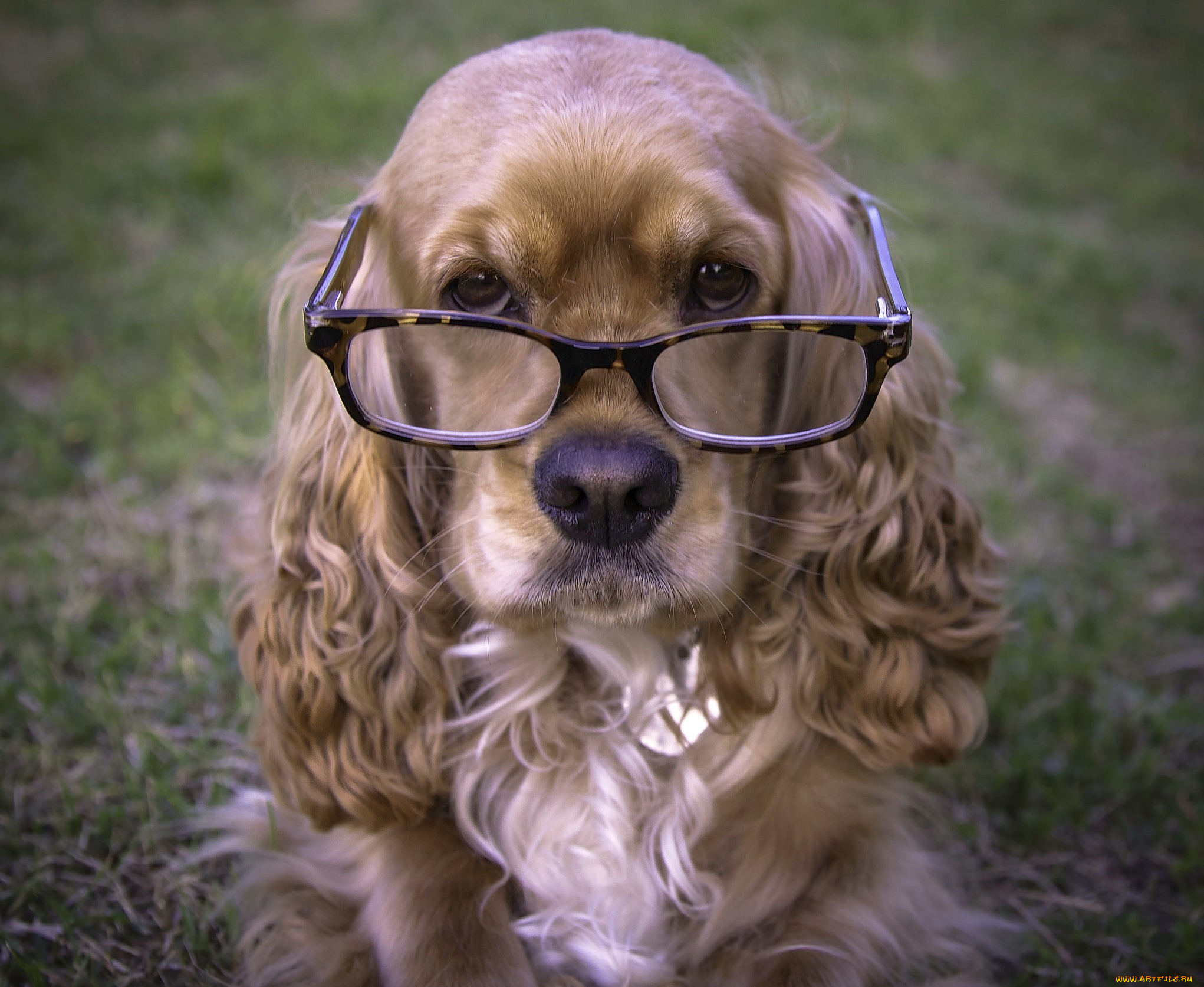 животные, собаки, пес