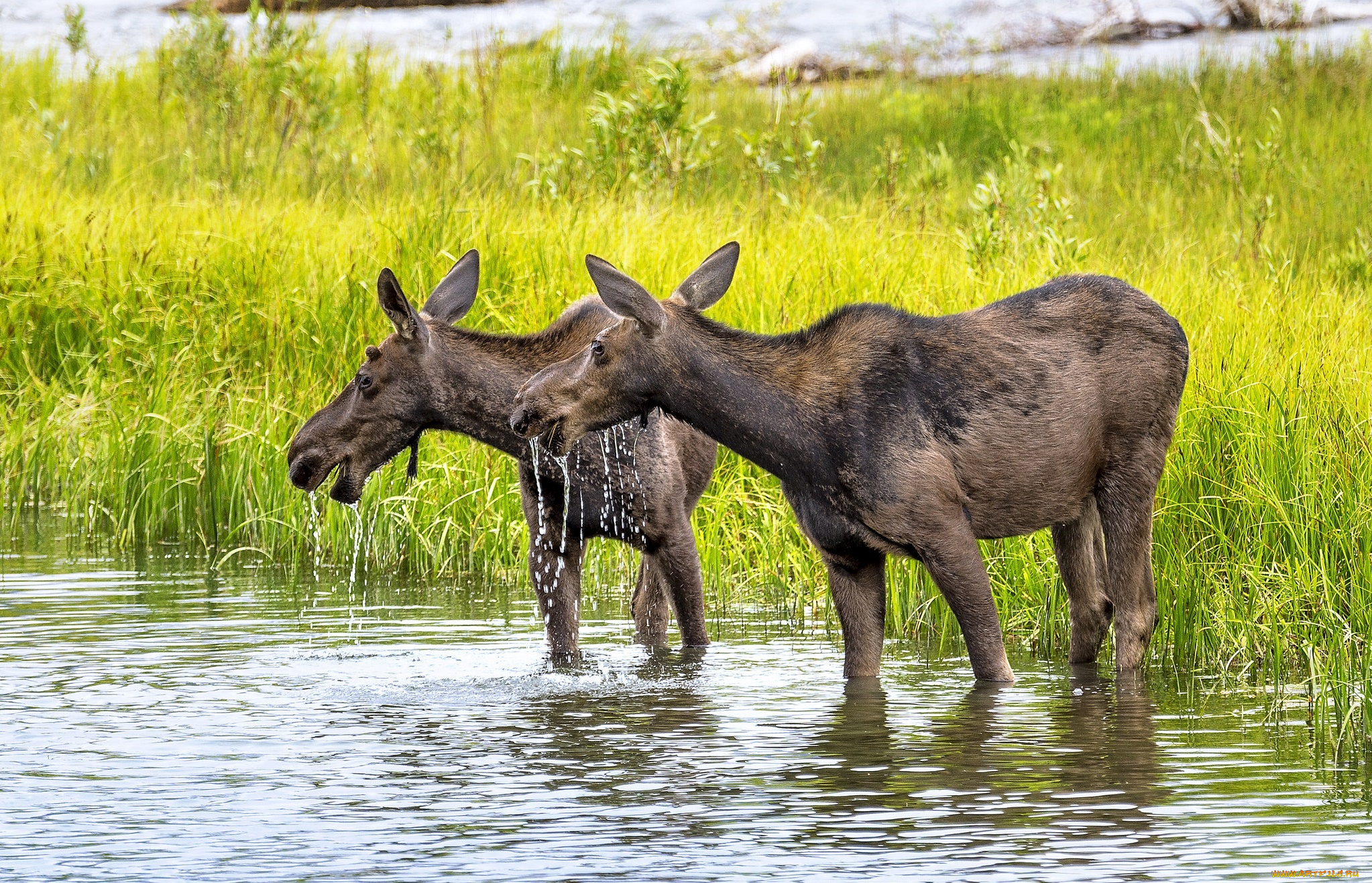 животные, лоси