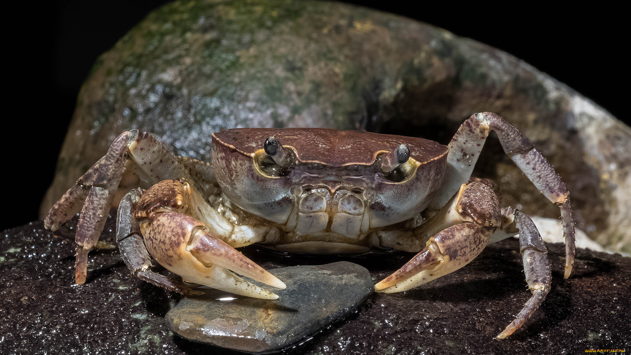 животные, крабы, , раки, краб