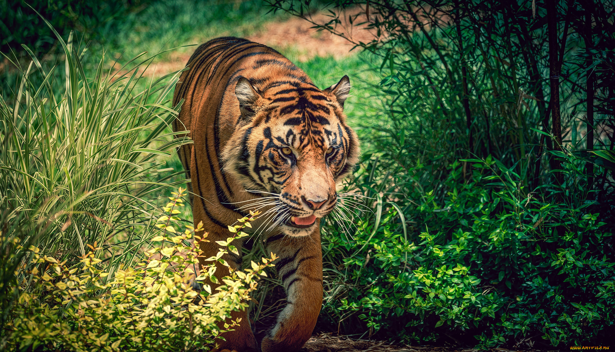 животные, тигры, тигр