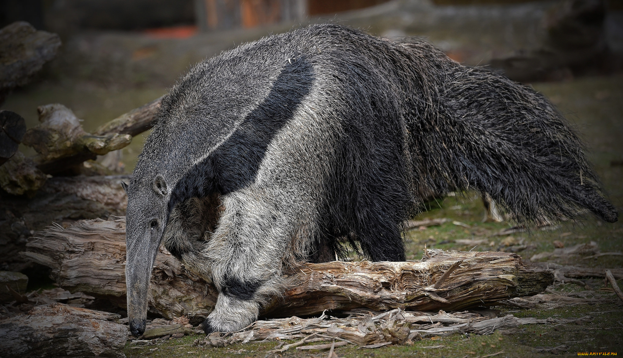 giant, anteater, животные, муравьеды, муравьед, гигантский