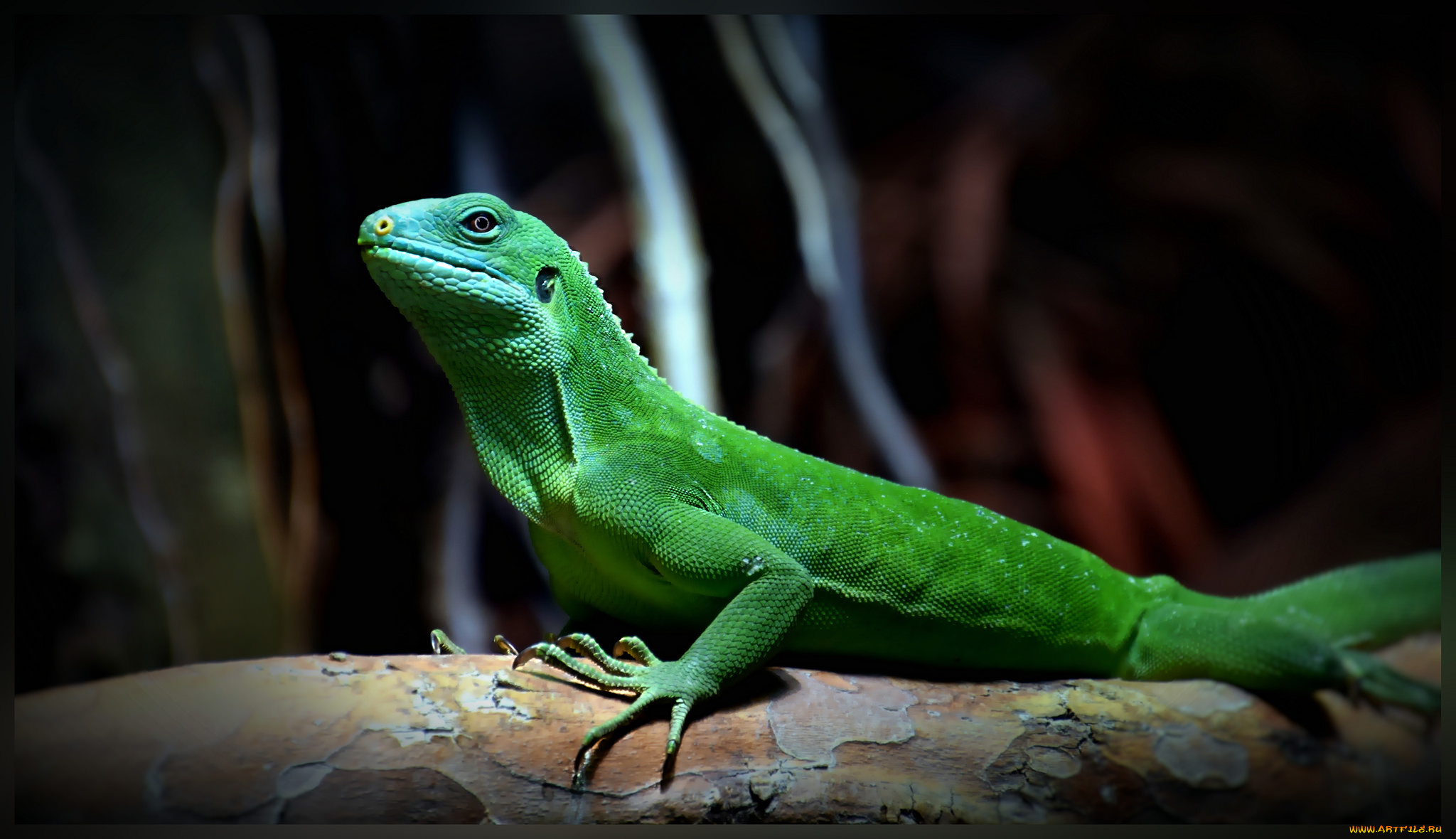 животные, Ягуары, ящерка