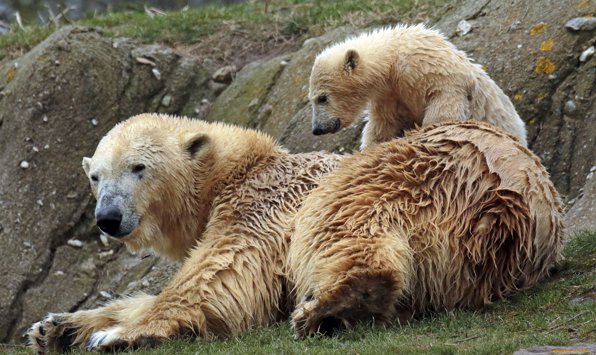 животные, медведи, мишки