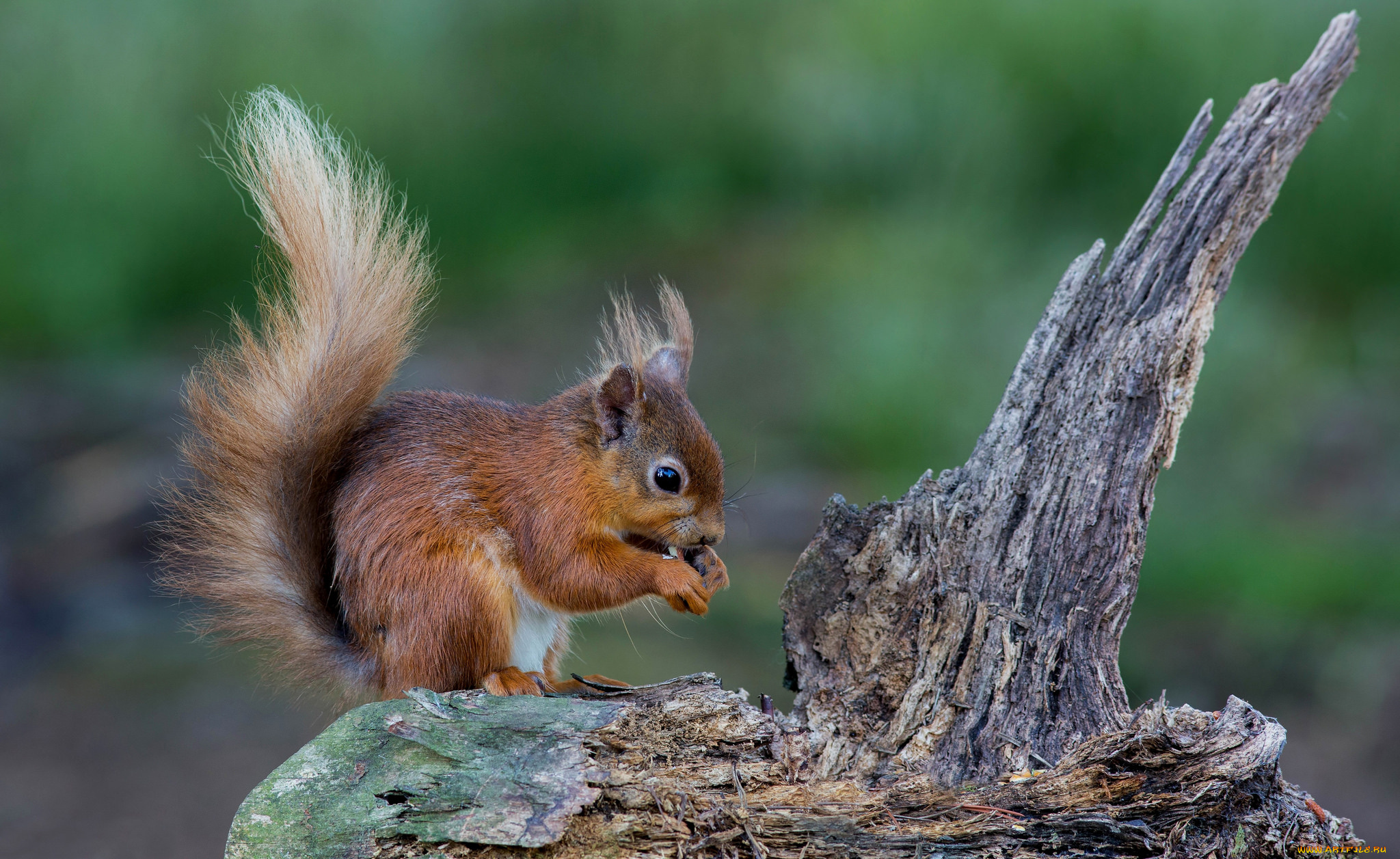 животные, белки, белка
