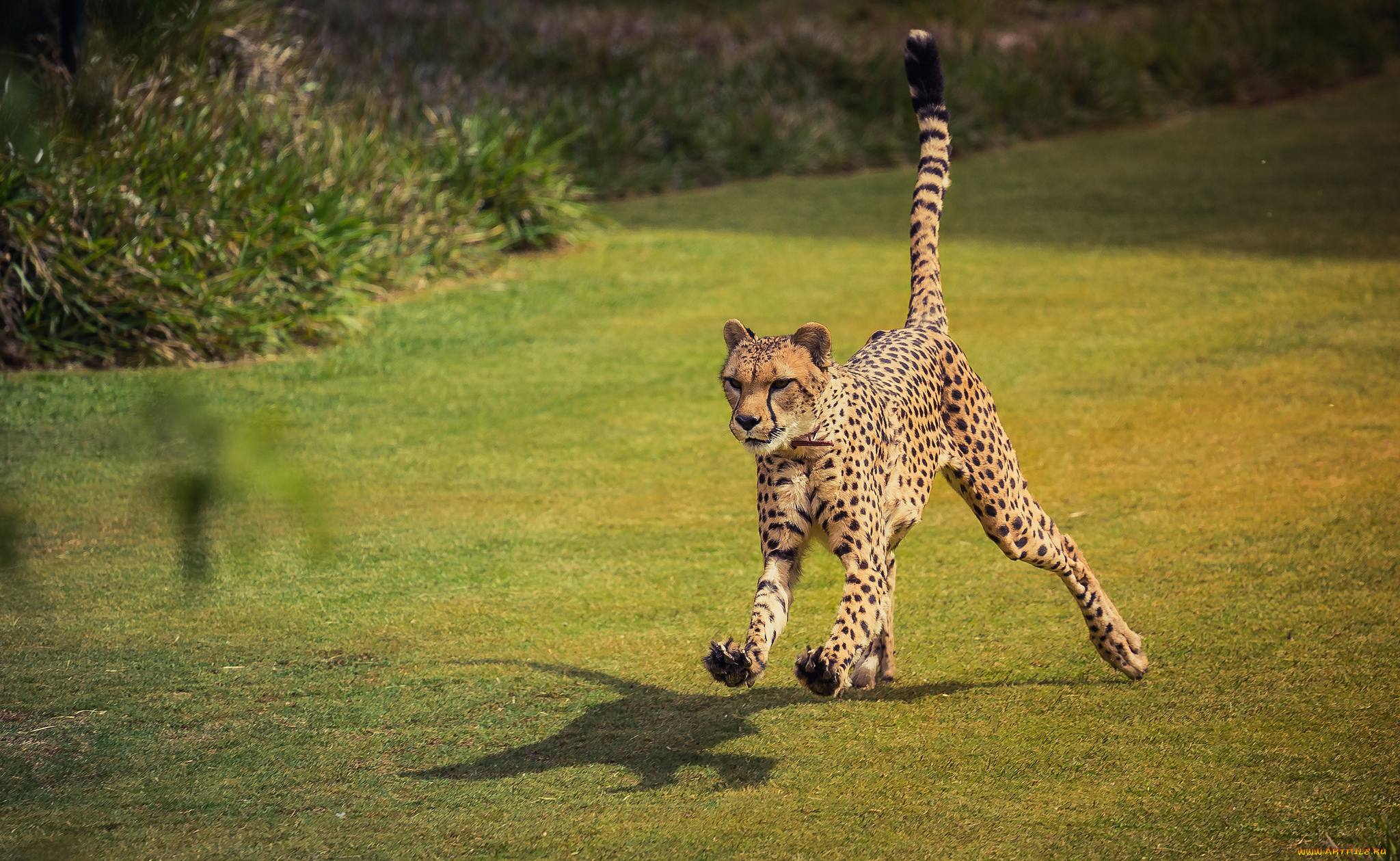 животные, гепарды, гепард