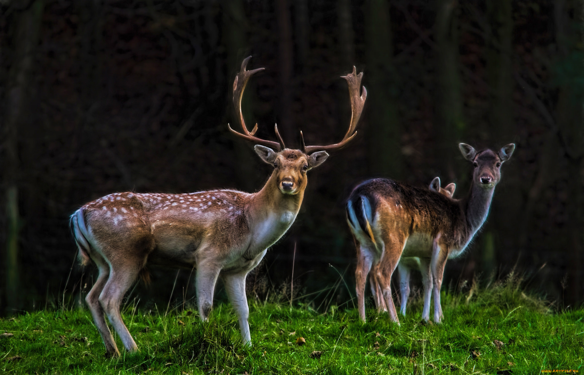 животные, олени, рога, олень