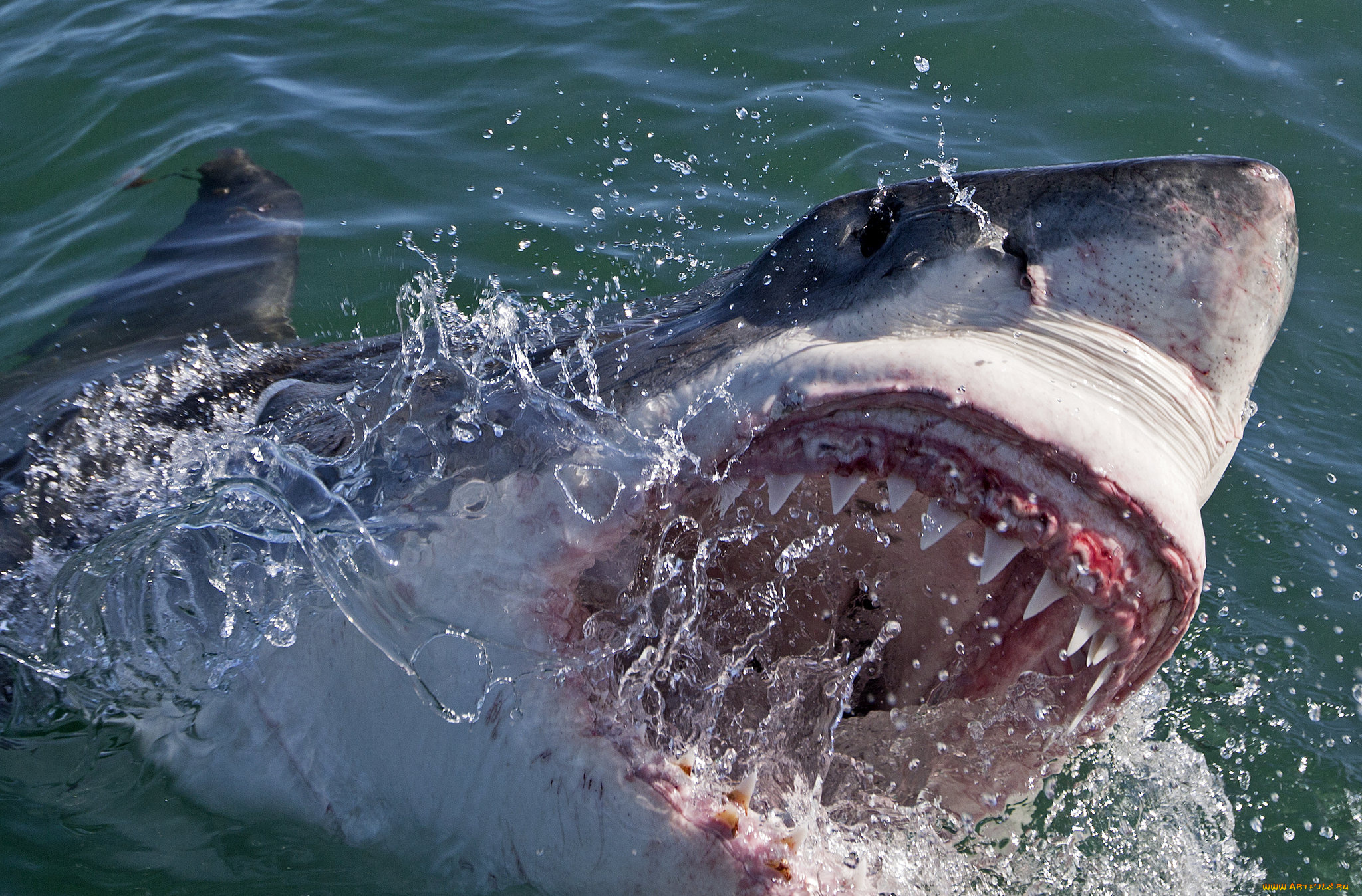 shark, животные, акулы, хищник, рыбы, подводный, мир