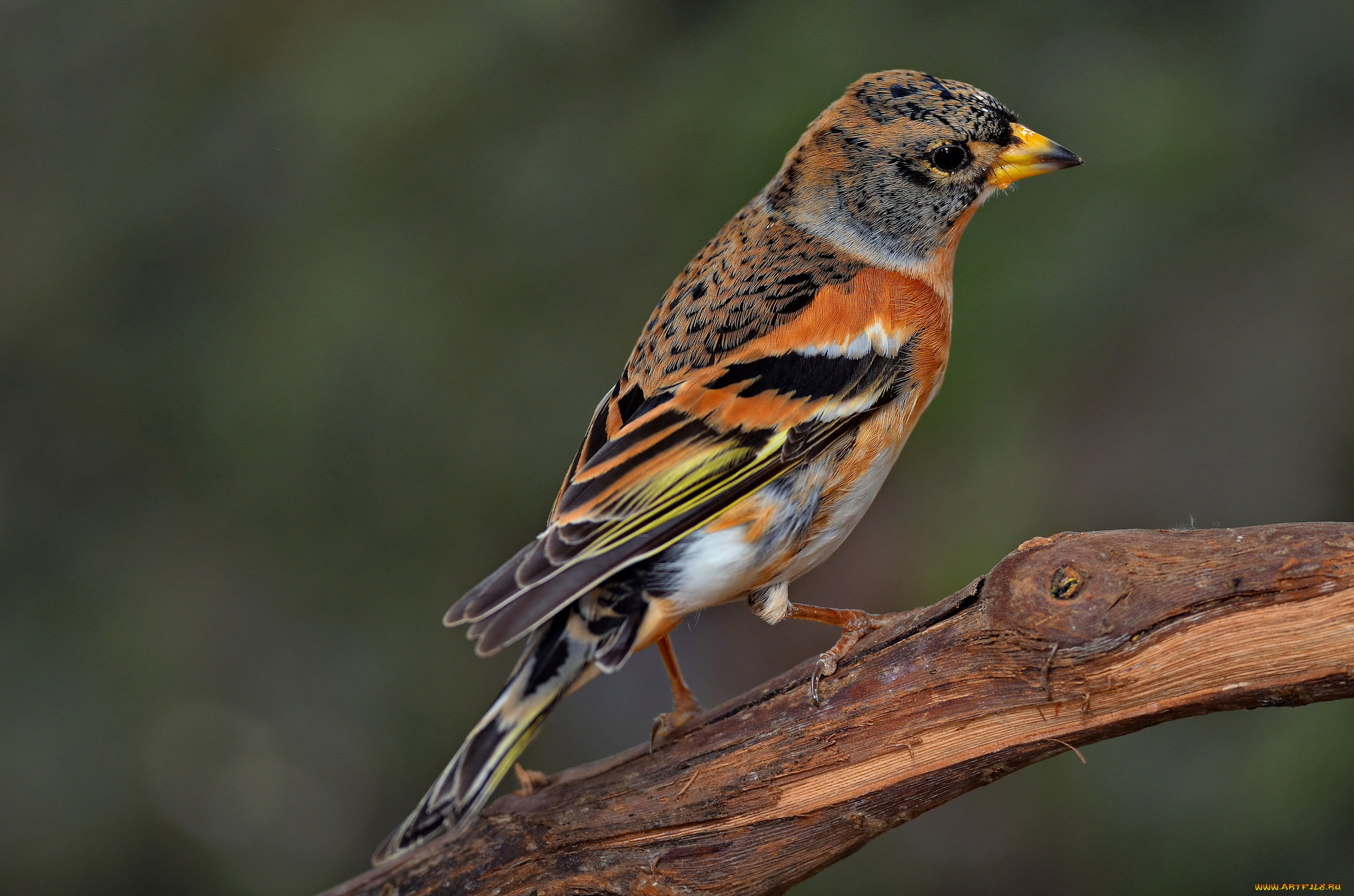 brambling, животные, птицы, вьюрок