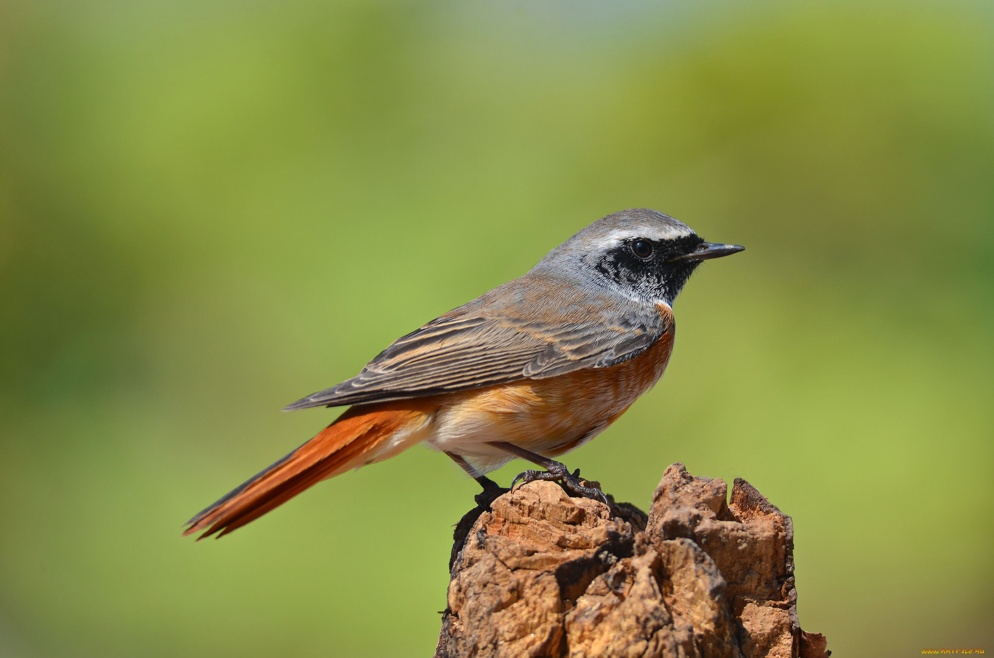redstart, животные, птицы, горихвостка
