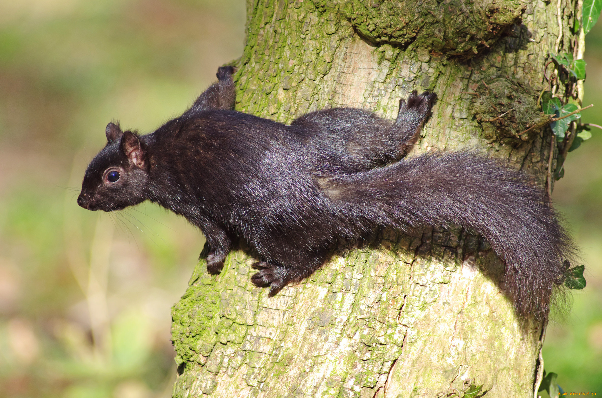 животные, белки, белка