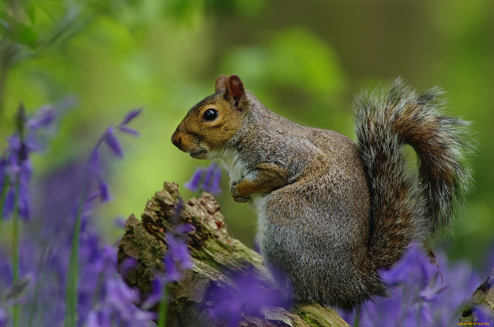 животные, белки, белка